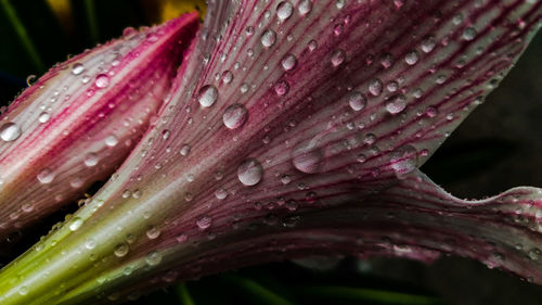 Close-up of wet pink flower