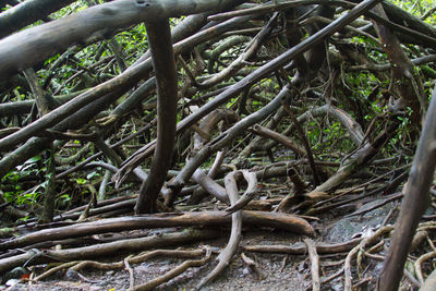 Close-up of tree roots in forest