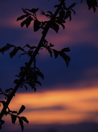 Low angle view of silhouette tree against orange sky