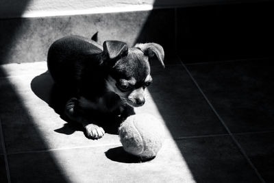 Cute little brown chihuahua dog looking sadly at his tennis ball at sunlight in black and white