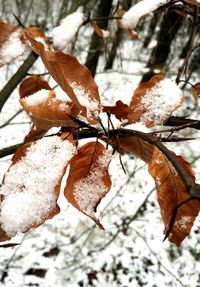 Close-up of autumn leaves on snow