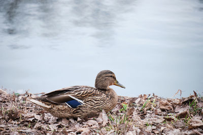 Birds on a lake