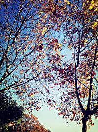 Low angle view of trees against sky