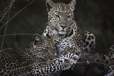 Leopard with cub relaxing on field