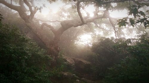 Sun shining through trees