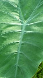 Full frame shot of green leaf