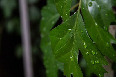 Close-up of wet plant