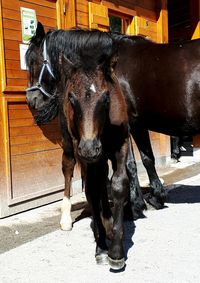 Close-up of horse standing against built structure