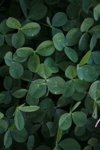 Full frame shot of plants