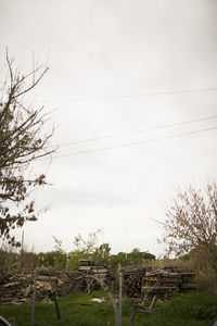 Trees against sky