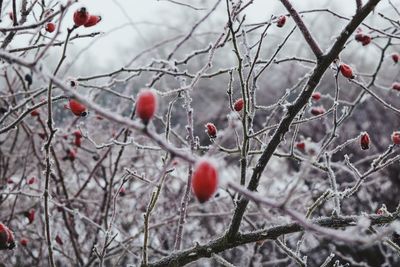 Close-up of berries on tree during winter