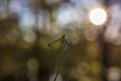 Close-up of butterfly pollinating on flower