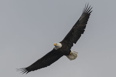 Low angle view of eagle flying against clear sky