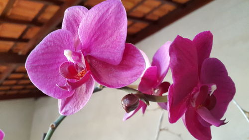 Close-up of pink flowers blooming outdoors