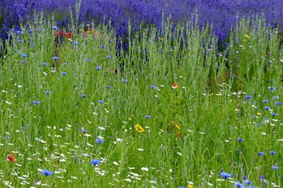 Purple flowers growing in field