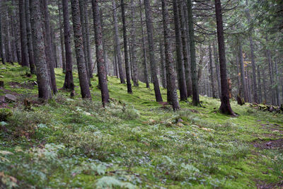 Trees growing in forest