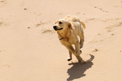 Dog on sand at beach