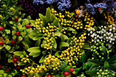 Full frame shot of fruits growing on plant