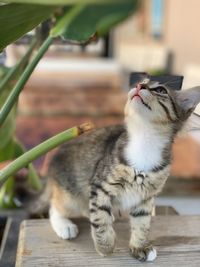 Portrait of a cat with plant  in alacati turkey 