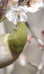 Close-up of a bird on branch