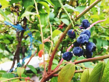 Close-up of grapes growing on tree