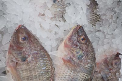 Close-up of fish on ice