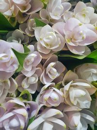 Close-up of white flowering plant