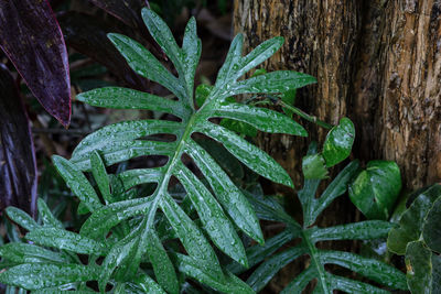 Close-up of wet plant