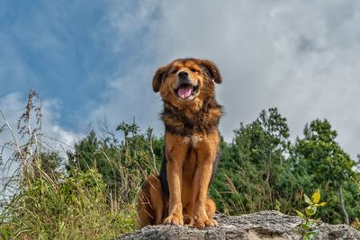 Dog looking away while sitting on plants against sky