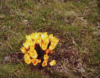 Close-up of yellow flower on field