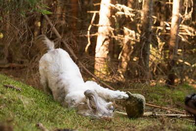 View of a dog on field