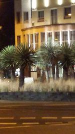 Palm trees in front of building