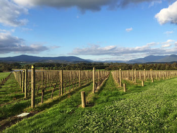 Wooden posts at farm field against blue sky