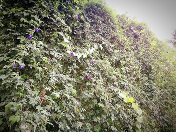 Close-up of plants growing on field against sky