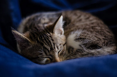 Close-up of cat sleeping