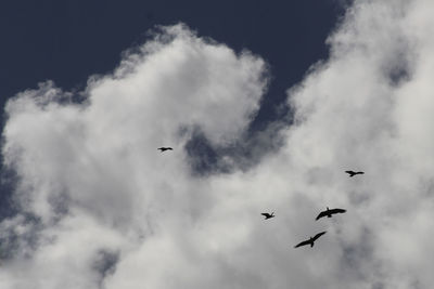 Low angle view of birds flying in sky