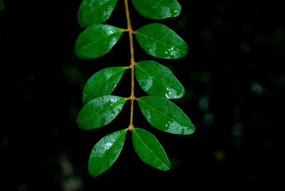 Close-up of wet leaves