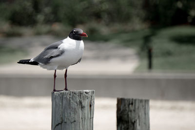 Seagull perching on wooden post