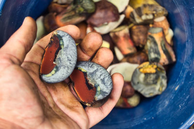 High angle view of person holding bolete while searching mushrooms, neoboletus erythropus