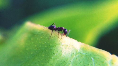 Close-up of insect on leaf