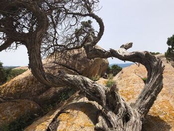Low angle view of dead tree against sky