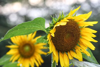 Close-up of yellow flower