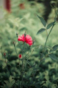 Close-up of red flowering plant