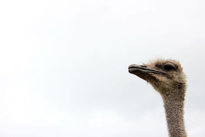 Ostrich head on a long neck against the sky copy space.
