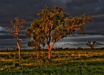 Trees on field against sky during autumn