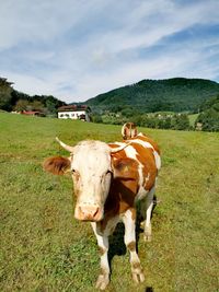 Cows in a field