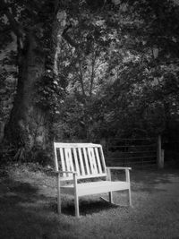 Chair in forest