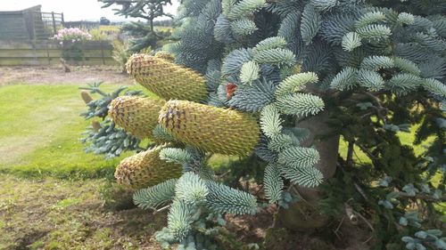 Close-up of flowers growing on plant