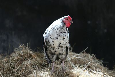 Close-up of a bird