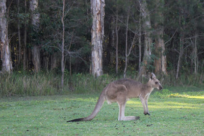 Deer in forest